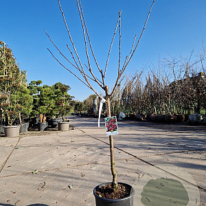 Prunus a. 'Hedelfinger' 60 cm stam container 6-8