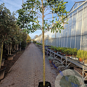 Prunus l. 'Caucasica' 180 cm stam container 12-14 leiboom