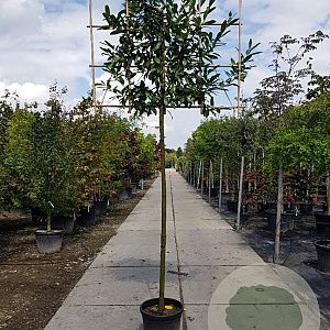 Prunus l. 'Caucasica' 200 cm stam container 14-16 hoge lei