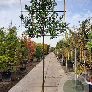 Prunus l. 'Caucasica' 200 cm stam container 16-18 leiboom