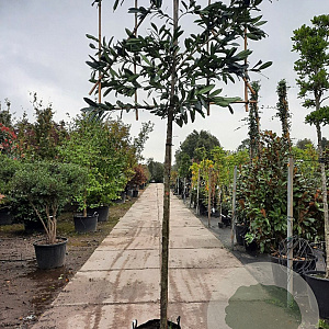 Prunus l. 'Caucasica' 200 cm stam container 16-18 leiboom