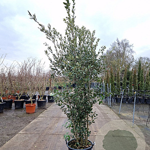 Quercus ilex 200-250 cm 30L
