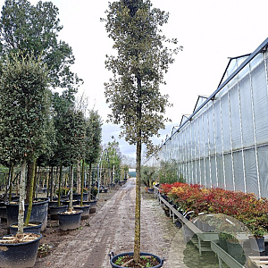 Quercus ilex 200 cm stam container 20-25 leiboom