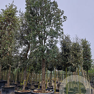 Quercus ilex 200 cm stam container 45-50