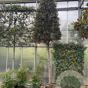 Quercus ilex 25-30 HO container