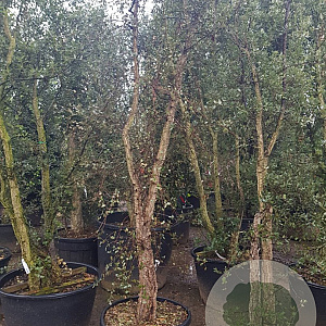 Quercus suber 200-250 cm cont. 95L