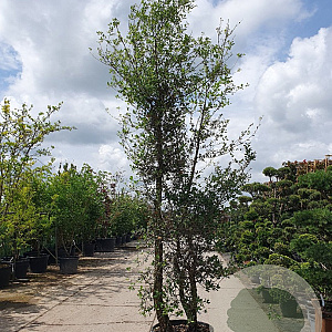 Quercus suber 300-350 cm cont. 130L meerstammig