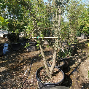 Quercus suber 300-350 cm cont. 200L meerstammig