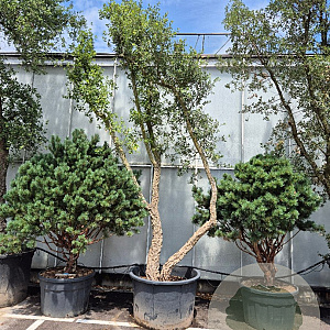 Quercus suber 450-500 cm cont. 230L meerstammig