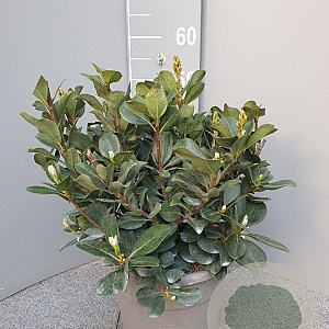Rhaphiolepis umbellata ovata 40-60 cm 10L