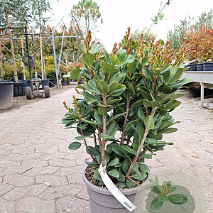 Rhaphiolepis umbellata ovata 40-60 cm 10L