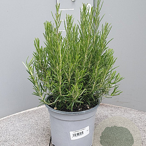 Rosmarinus officinalis GM C3