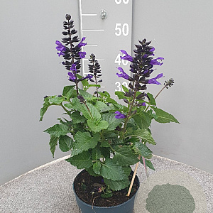 Salvia Salgoon Lake Blueberry GM P17