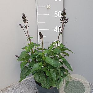 Salvia Salgoon Lake Blueberry GM P17