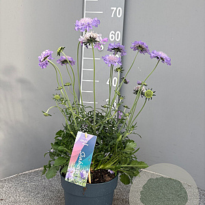 Scabiosa col. 'Mariposa Blue' GM P17