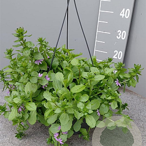 Scaevola aemula GM C6L