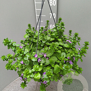 Scaevola aemula GM C6L