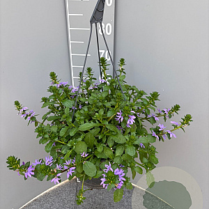 Scaevola aemula GM C6L