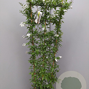 Solanum jasminoides 150-160 cm 10L
