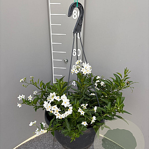 Solanum jasminoides GM C6L
