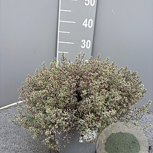 Thymus citriod. 'Silver Queen' GM C3