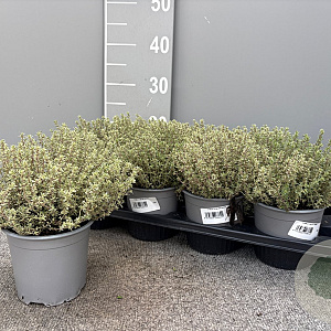 Thymus citriod. 'Silver Queen' P14