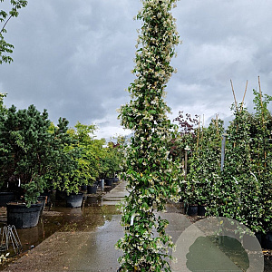 Trachelospermum jasminoides 250-300 cm 25L