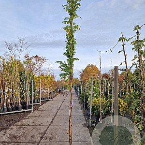 Wisteria sinensis 'Prolific' 300-350 cm 15L
