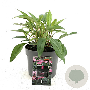 Echinacea p. 'Magnus' GM 2,0L