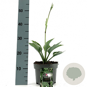 Hosta 'Francee' GM 2,0L