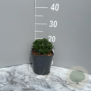 Iberis semp. 'Pink Ice' GM 2,0L