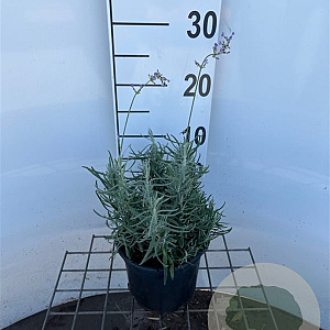 Lavandula ang. 'Dwarf Blue' GM 2,0L