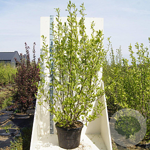 Magnolia kobus 200-250 cm cont. 55L meerstammig