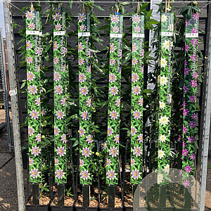 Passiflora 'Amethyst' 150-175 cm vierkant rond 5,5L