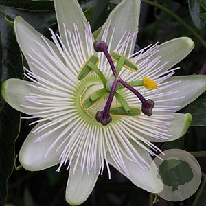 Passiflora caerulea 'Const.Elliott' 150-175 cm vierkant rond 5,5L