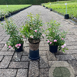 Rosa (P) 'The Fairy' GM 1.5