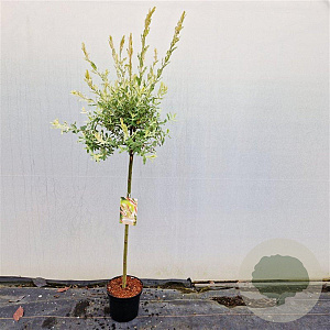Salix integra 'Hakuro-nishiki' 90 cm stam 4,0L