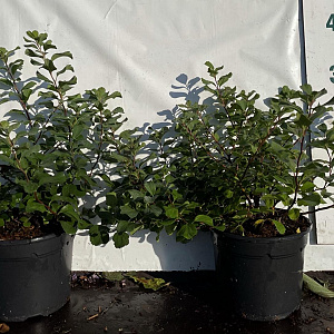 Spiraea betulifolia 'Tor' GM 2,0L