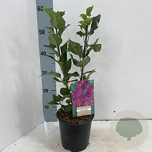 Syringa v. 'Charles Joly' 30-40 cm 2,0L