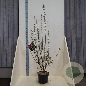 Viburnum bodn. 'Charles Lamont' 125-150 cm 10L