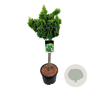 Chamaecyparis o. 'Nana Aurea' 60 cm stam 15L