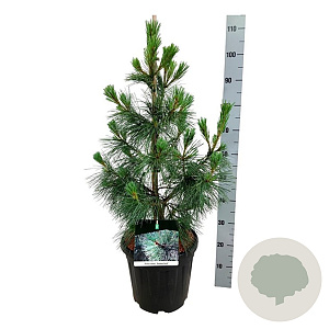 Pinus monticola 'Ammerland' 80-100 cm 15L