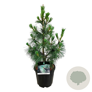 Pinus monticola 'Ammerland' 80-100 cm 15L
