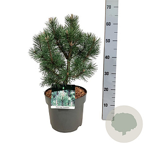 Pinus mugo 'Green Column' 30-40 cm 7,5L