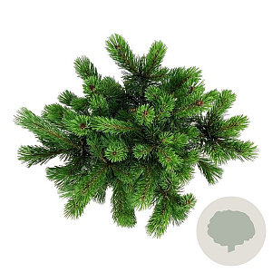 Pinus mugo 'Mumpitz' 30-40 cm 7,5L