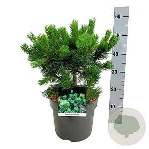Pinus mugo 'Mumpitz' 30-40 cm 7,5L