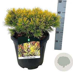 Pinus mugo 'Winter Gold' 40-50 cm 15L