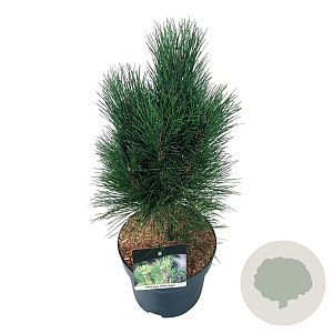 Pinus nigra 'Green Tower' 50-60 cm 7,5L