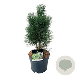 Pinus nigra 'Green Tower' 50-60 cm 7,5L