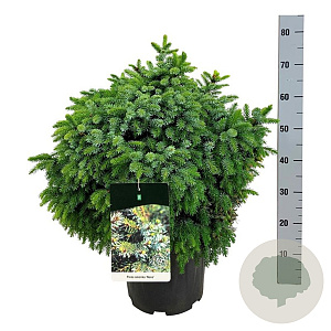 Picea omorika 'Nana' 50-60 cm 15L